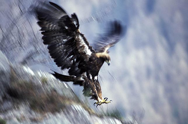 aquila reale