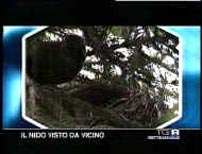 Rai 3 il nido visto da vicino