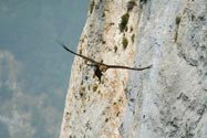 Aquila reale