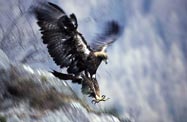 aquila reale