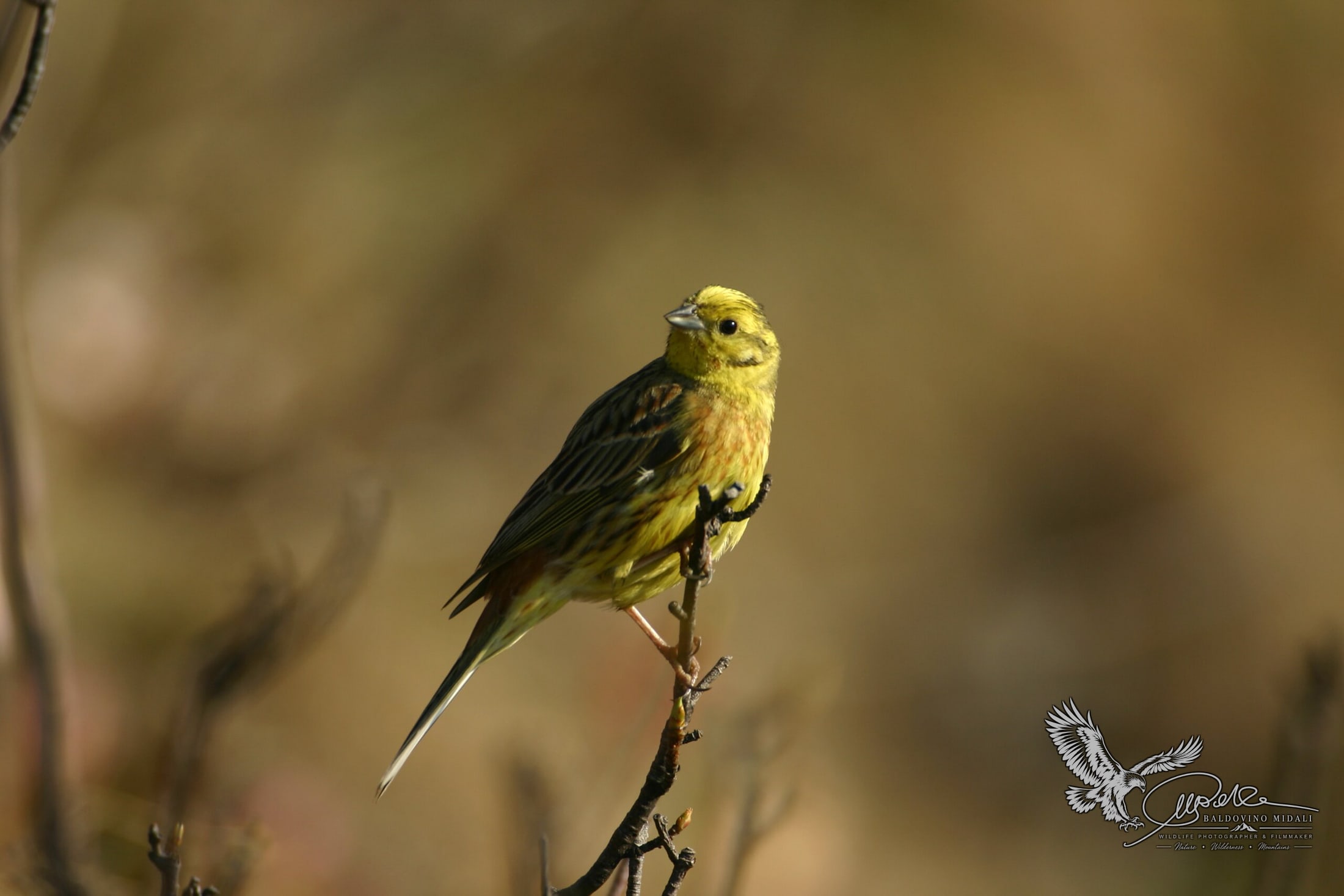 Zigolo giallo posato in ambiente naturale