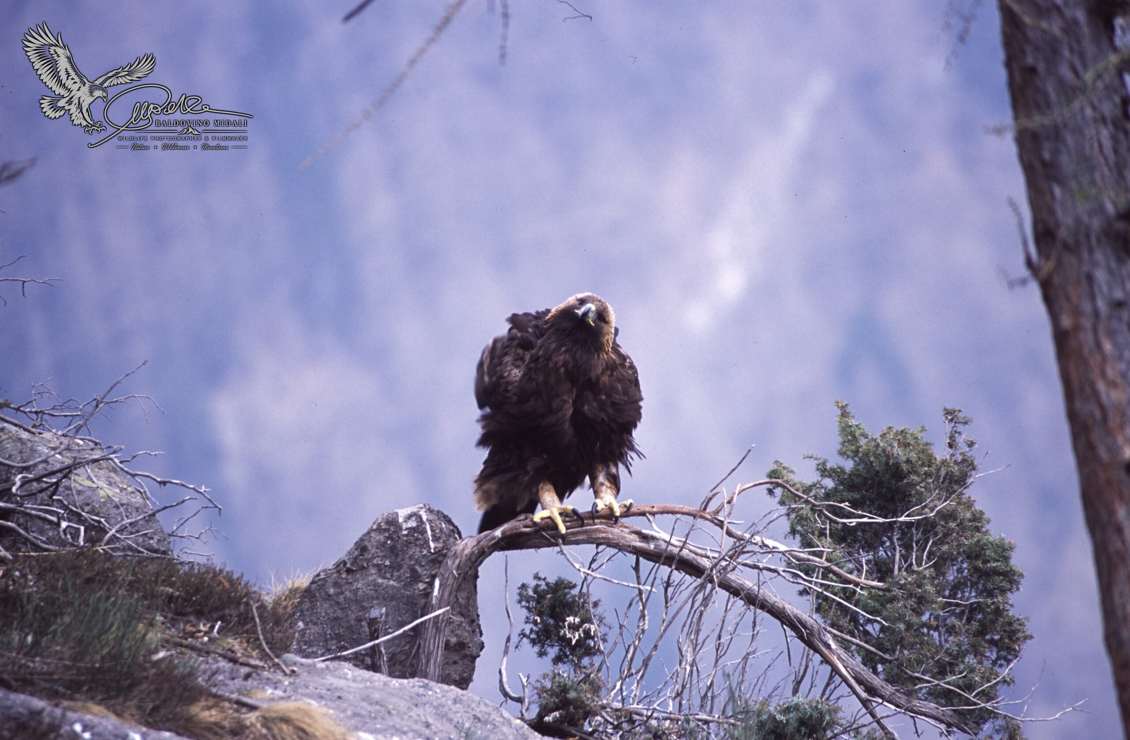 Aquila reale posata su un ramo vicino al carnaio