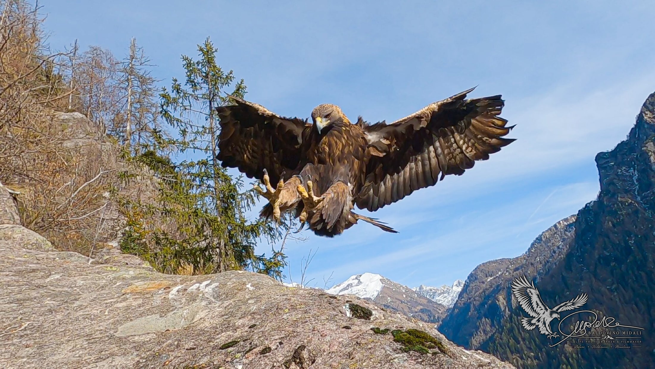 Aquila reale in volo tra alberi e neve