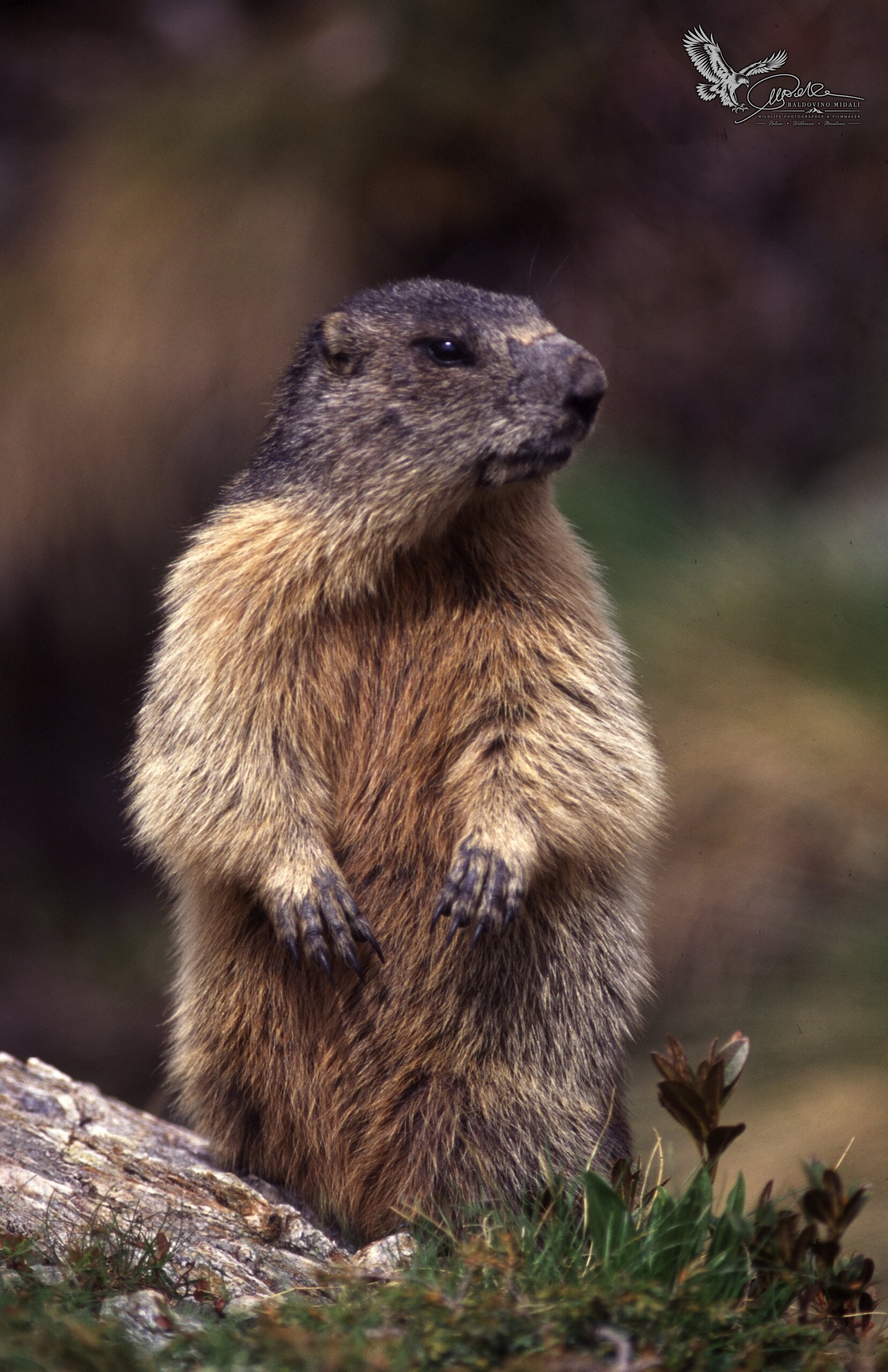 Marmotta in ambiente alpino