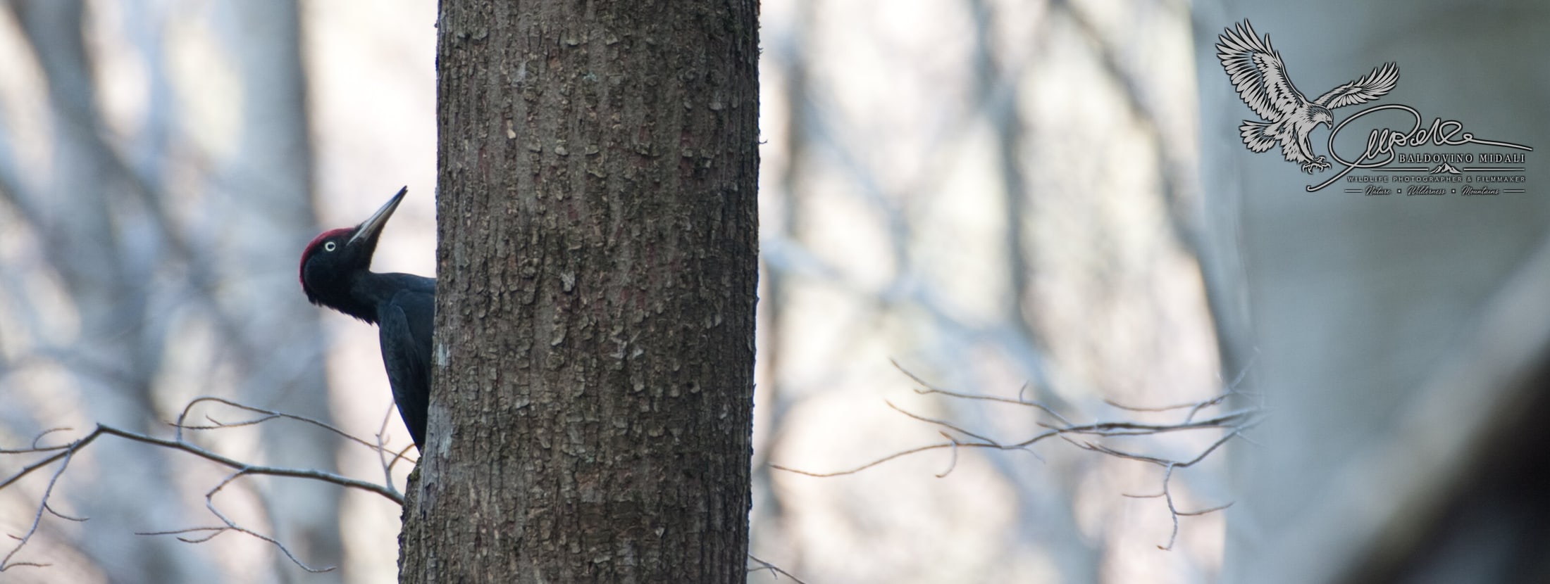 Picchio nero nel suo ambiente boschivo