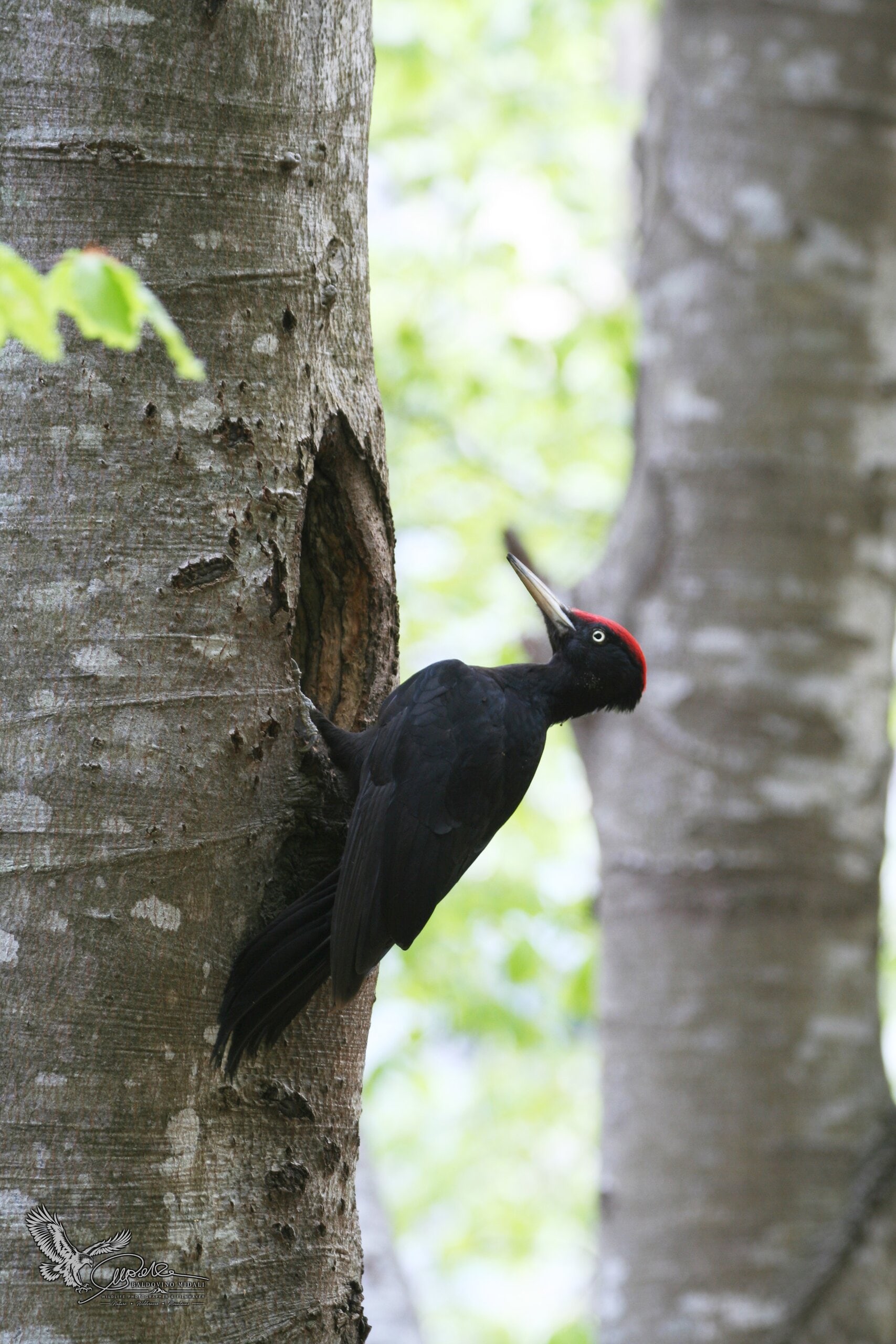 Picchio nero aggrappato al tronco di un albero in ambiente forestale