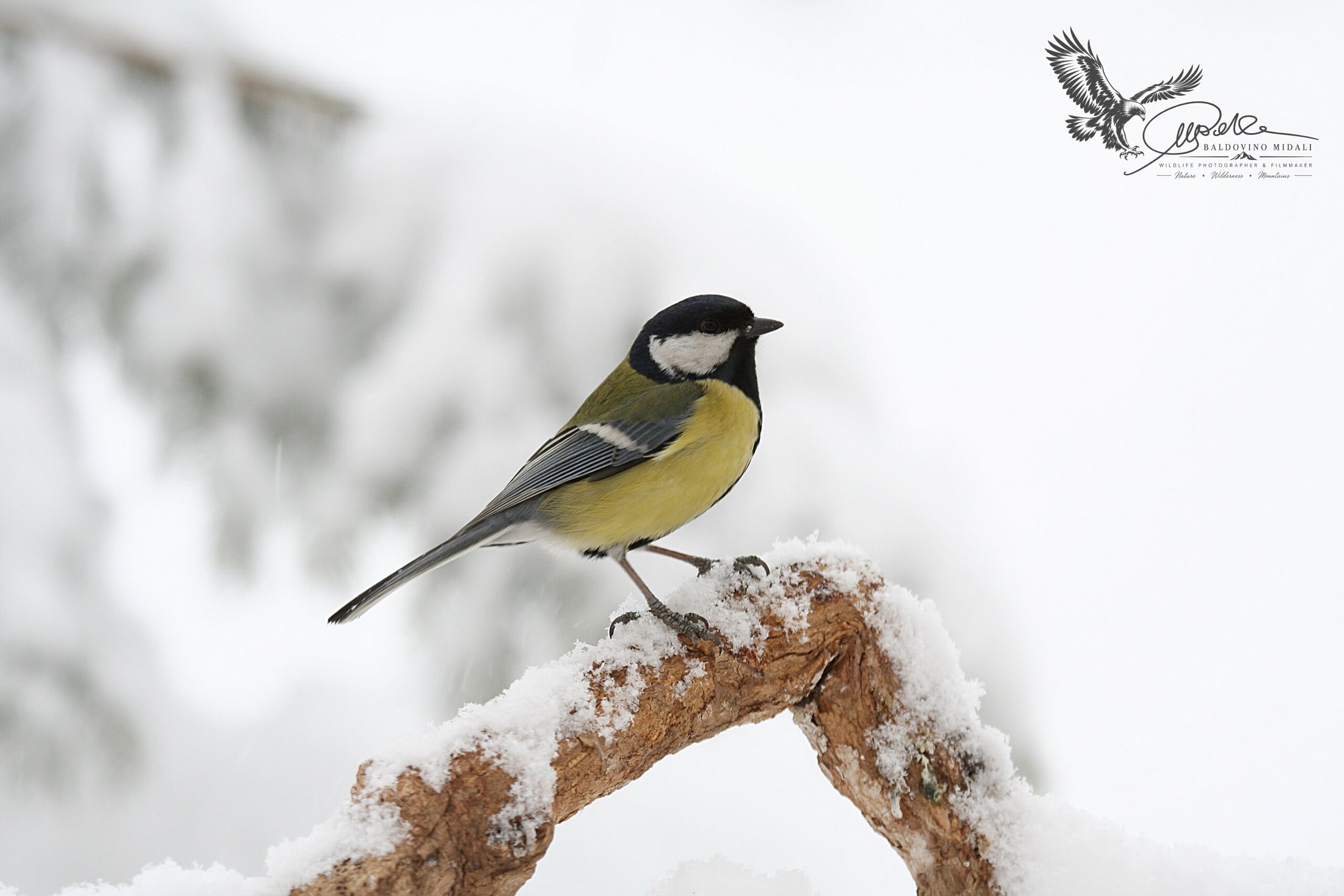 Cinciallegra posata su un ramo in un ambiente innevato