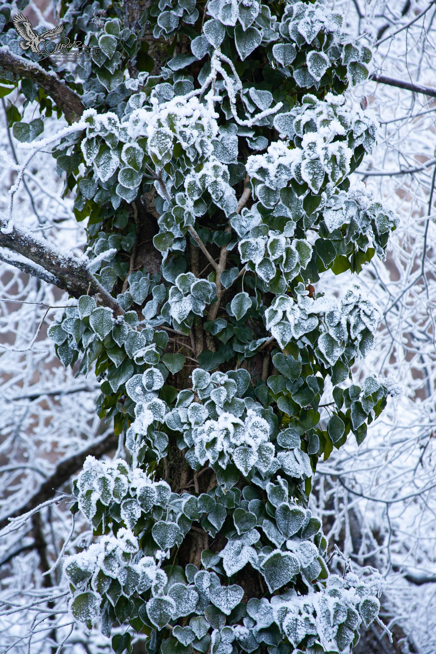Fiume in inverno tra neve e ghiaccio