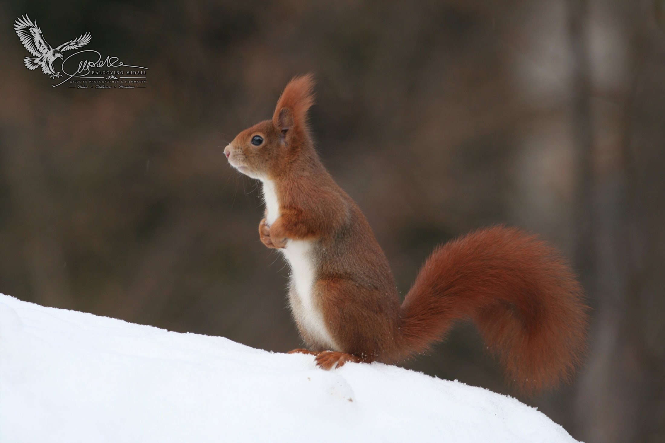 Scoiattolo rosso sulla neve in ambiente naturale