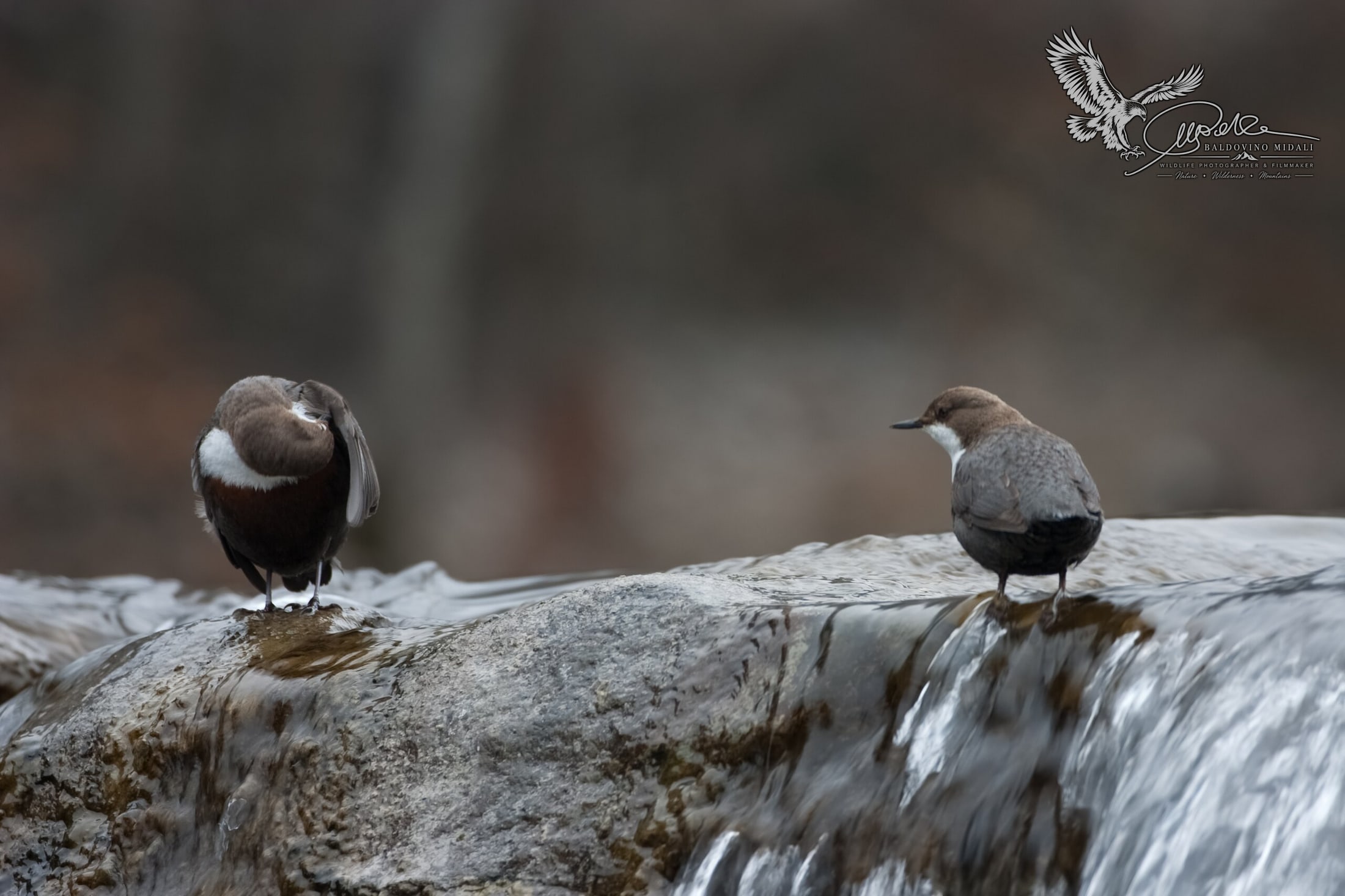 Due merli acquaioli tra le rocce di un torrente