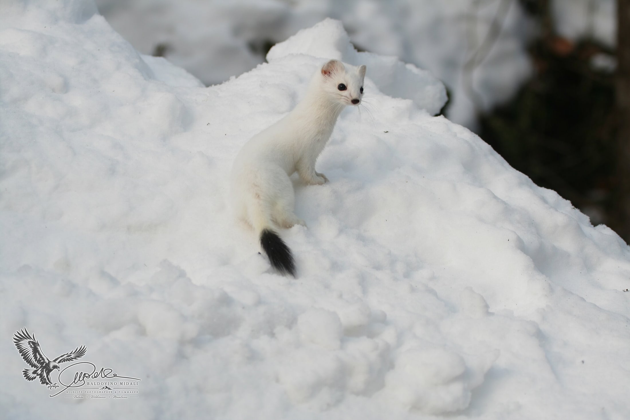 Ermellino in manto invernale sulla neve, ripreso di profilo