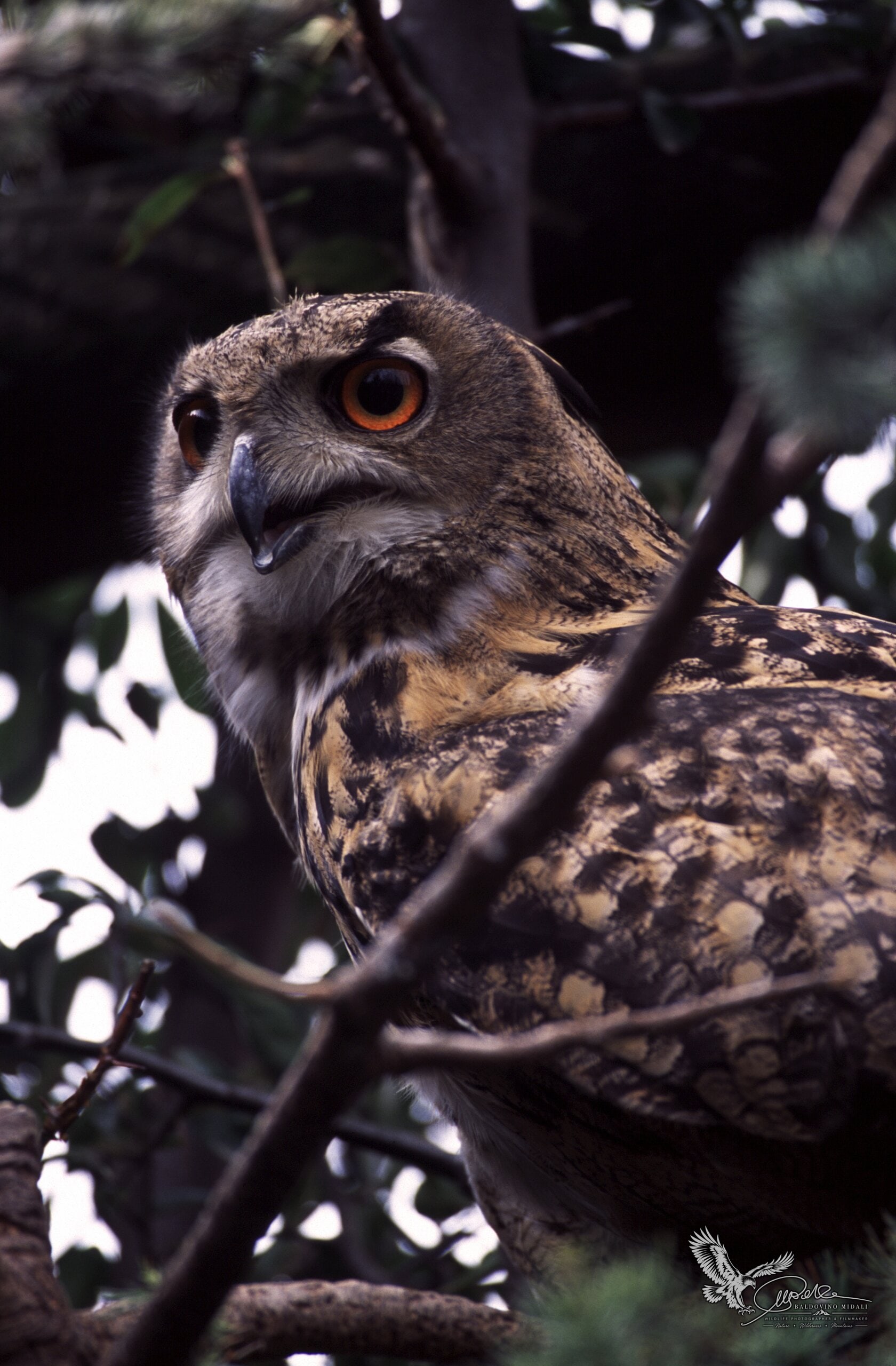 Gufo reale in ambiente naturale