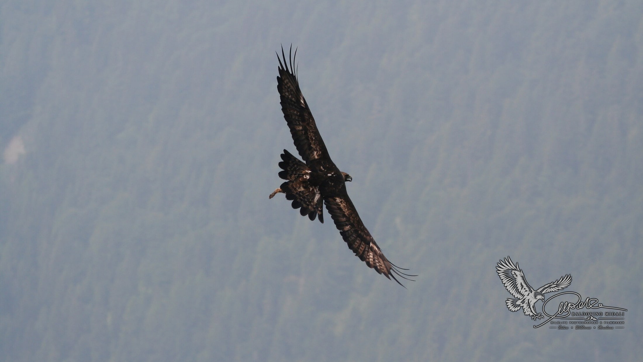 Aquila reale in volo in un paesaggio montano
