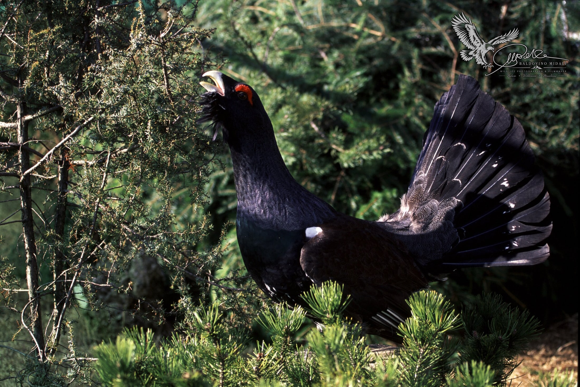 Gallo cedrone in ambiente forestale